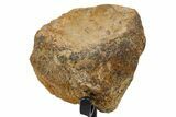 Fossil Hadrosaur Vertebra Section w/ Metal Stand - South Dakota #339894-2